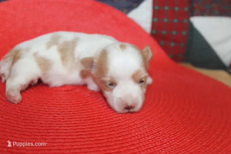 ID # 9207 Male Parti Yorkie – Yorkshire Terrier puppy for sale in Maryville, MO