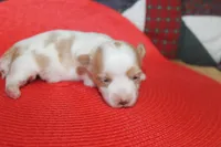 ID # 9207 Male Parti Yorkie, a male Yorkshire Terrier for sale in Maryville, MO – 1 of 8