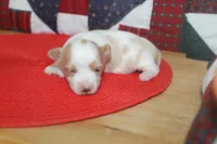 ID # 9207 Male Parti Yorkie, a male Yorkshire Terrier for sale in Maryville, MO – 8 of 8