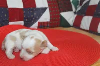 ID # 9207 Male Parti Yorkie, a male Yorkshire Terrier for sale in Maryville, MO – 2 of 8