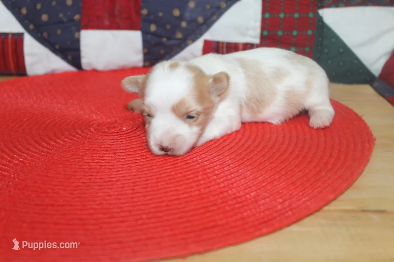 ID # 9207 Male Parti Yorkie – Yorkshire Terrier puppy for sale in Maryville, MO