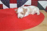 ID # 9207 Male Parti Yorkie, a male Yorkshire Terrier for sale in Maryville, MO – 7 of 8