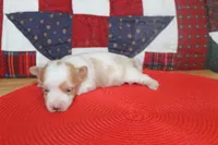 ID # 9207 Male Parti Yorkie, a male Yorkshire Terrier for sale in Maryville, MO – 6 of 8