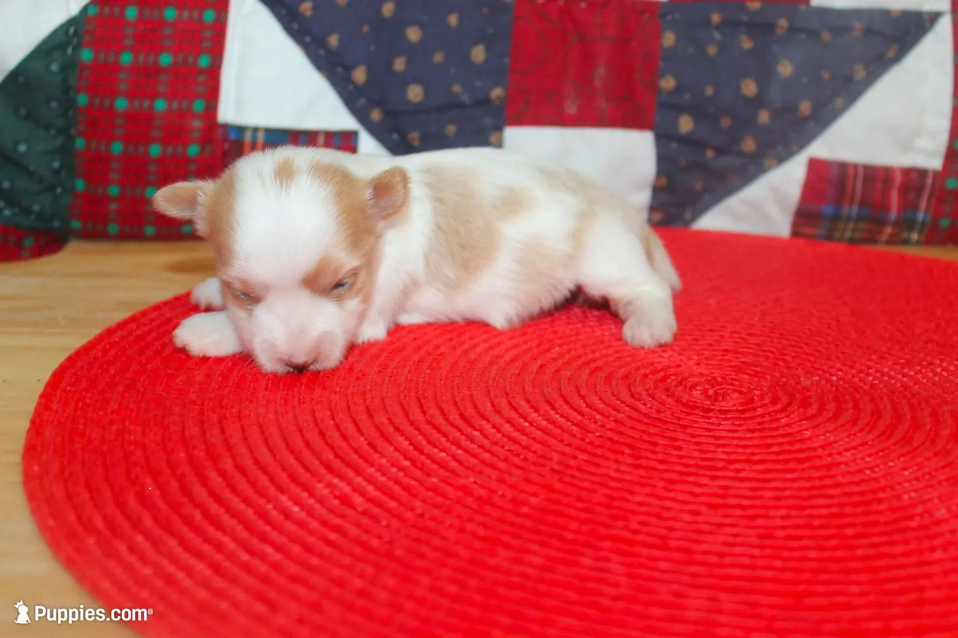 ID # 9207 Tiny Male Parti Yorkie, a male Yorkshire Terrier for sale in Maryville, MO – 7 of 7