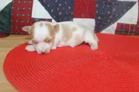 ID # 9207 Male Parti Yorkie, a male Yorkshire Terrier for sale in Maryville, MO – 5 of 8