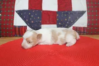 ID # 9207 Male Parti Yorkie, a male Yorkshire Terrier for sale in Maryville, MO – 4 of 8