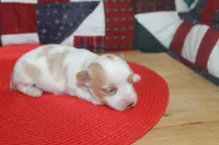 ID # 9207 Male Parti Yorkie, a male Yorkshire Terrier for sale in Maryville, MO – 3 of 8