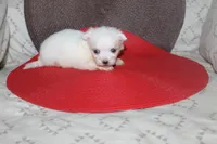 ID # 9857 Small Male Maltese, a male Maltese for sale in Maryville, MO – 4 of 10
