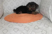 ID # 9855 Small Male Yorkie, a male Yorkshire Terrier for sale in Maryville, MO – 4 of 8