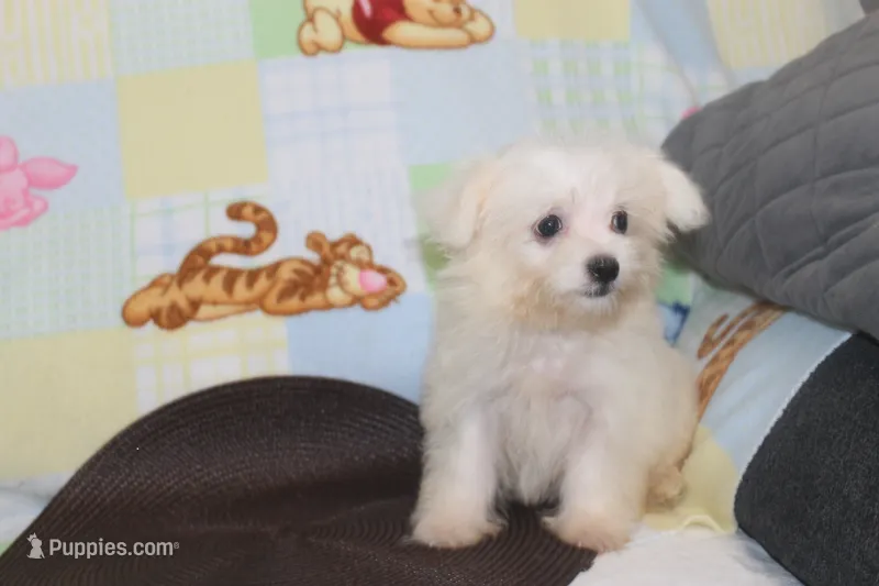ID # 9857 Small Male Maltese – Maltese puppy for sale in Maryville, MO