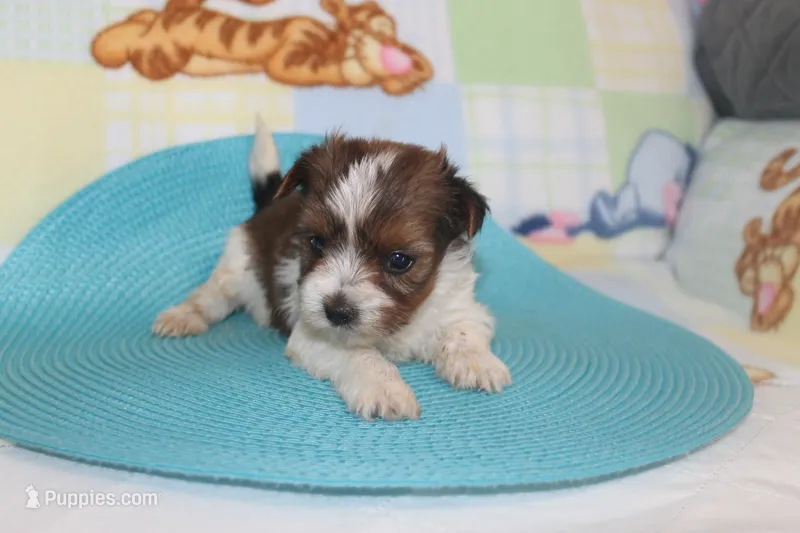 ID # 9836 Male Parti Yorkie – Yorkshire Terrier puppy for sale in Maryville, MO