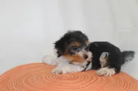 ID E 9208 Small Male Parti Yorkie, a male Yorkshire Terrier for sale in Maryville, MO – 4 of 9