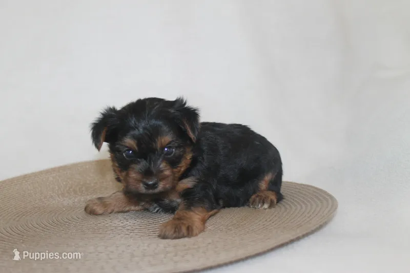 ID # 9852 Tiny Male Yorkie – Yorkshire Terrier puppy for sale in Maryville, MO