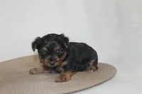 ID # 9852 Tiny Male Yorkie, a male Yorkshire Terrier for sale in Maryville, MO – 1 of 6
