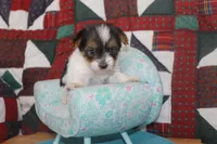 ID # 9203 Female Parti Yorkie, a female Yorkshire Terrier for sale in Maryville, MO – 2 of 8