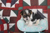 ID # 9203 Female Parti Yorkie, a female Yorkshire Terrier for sale in Maryville, MO – 7 of 8