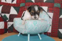 ID # 9203 Female Parti Yorkie, a female Yorkshire Terrier for sale in Maryville, MO – 1 of 8