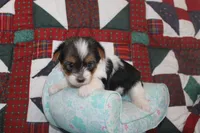 ID # 9203 Female Parti Yorkie, a female Yorkshire Terrier for sale in Maryville, MO – 4 of 8