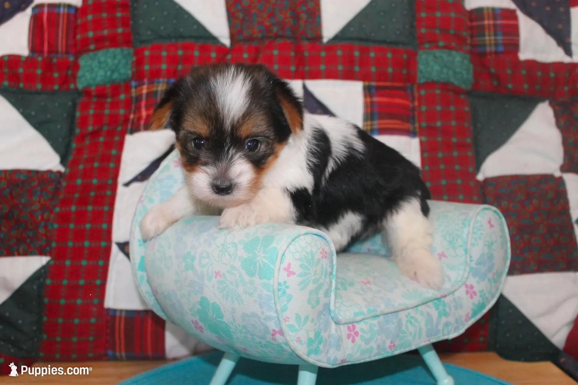 ID # 9203 Tiny Female Parti Yorkie, a female Yorkshire Terrier for sale in Maryville, MO – 2 of 5