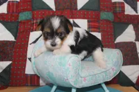 ID # 9203 Female Parti Yorkie, a female Yorkshire Terrier for sale in Maryville, MO – 5 of 8