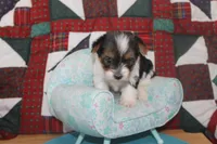 ID # 9203 Female Parti Yorkie, a female Yorkshire Terrier for sale in Maryville, MO – 3 of 8