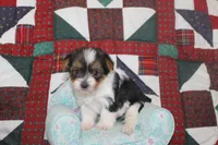ID # 9203 Female Parti Yorkie, a female Yorkshire Terrier for sale in Maryville, MO – 8 of 8