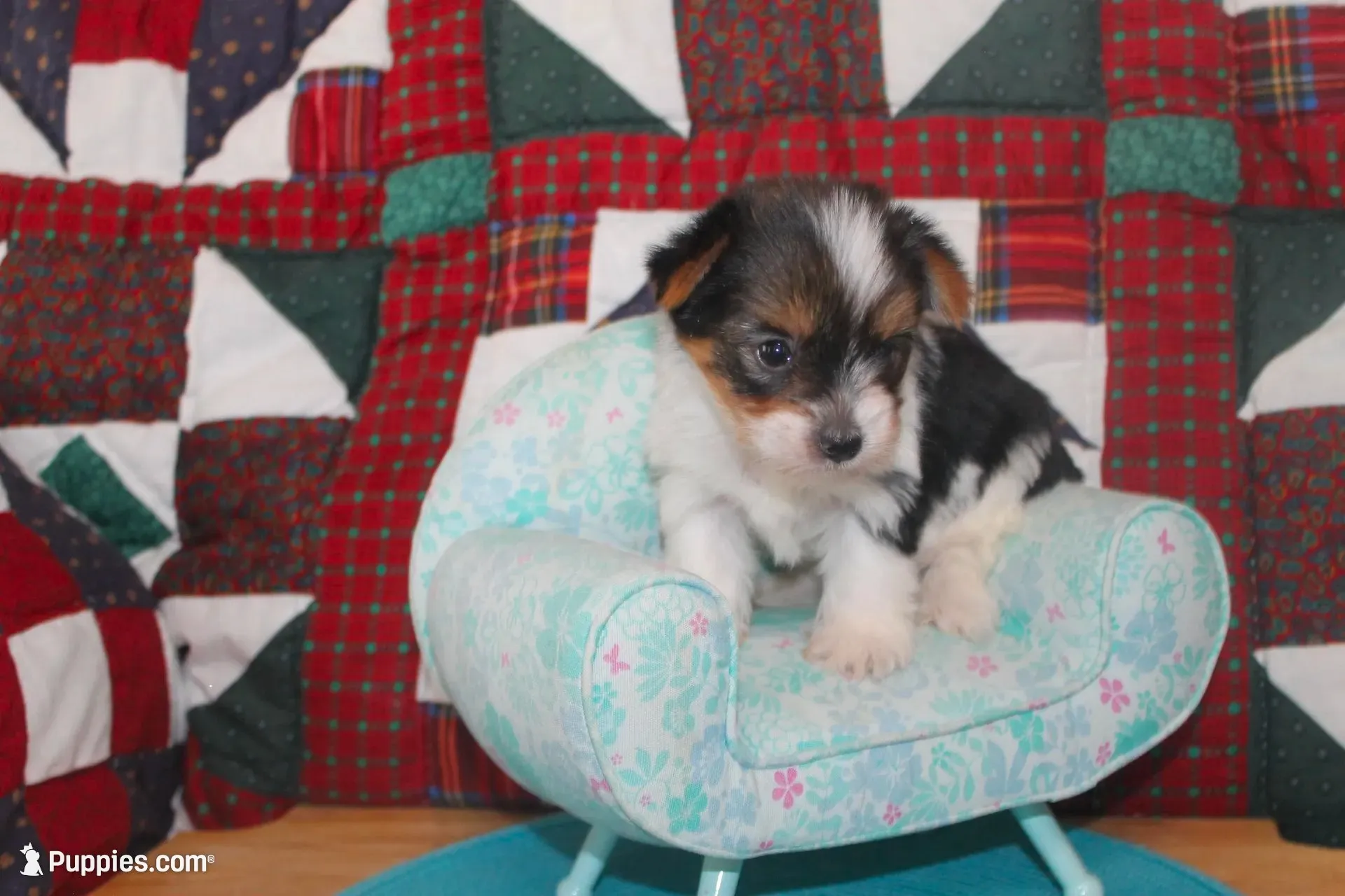 ID # 9203 Tiny Female Parti Yorkie, a female Yorkshire Terrier for sale in Maryville, MO – 3 of 5