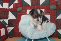 ID # 9203 Female Parti Yorkie, a female Yorkshire Terrier for sale in Maryville, MO – 6 of 8
