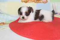 ID # 9844 Female Shorkie, a female Shorkie for sale in Maryville, MO – 3 of 9