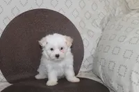 ID # 9846 Small Male Maltese, a male Maltese for sale in Maryville, MO – 7 of 9