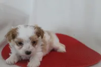 ID # 9207 Tiny Male Parti Yorkie, a male Yorkshire Terrier for sale in Maryville, MO – 4 of 7