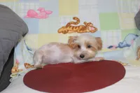 ID # 9207 Small Male Parti Yorkie, a male Yorkshire Terrier for sale in Maryville, MO – 5 of 10