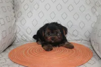 ID # 9855 Small Male Yorkie, a male Yorkshire Terrier for sale in Maryville, MO – 2 of 8