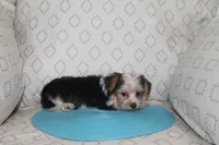 ID # 9200 Small Male Parti Yorkie, a male Yorkshire Terrier for sale in Maryville, MO – 6 of 9
