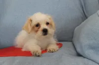 processed/40ed4b4e-07ab-4ab7-a6b0-6351a3ecf118/listing/ef7fd5dd-a51b-41f7-9a91-88435c3e9879/6c1d5802-1707-4237-9426-e9191c89aa09