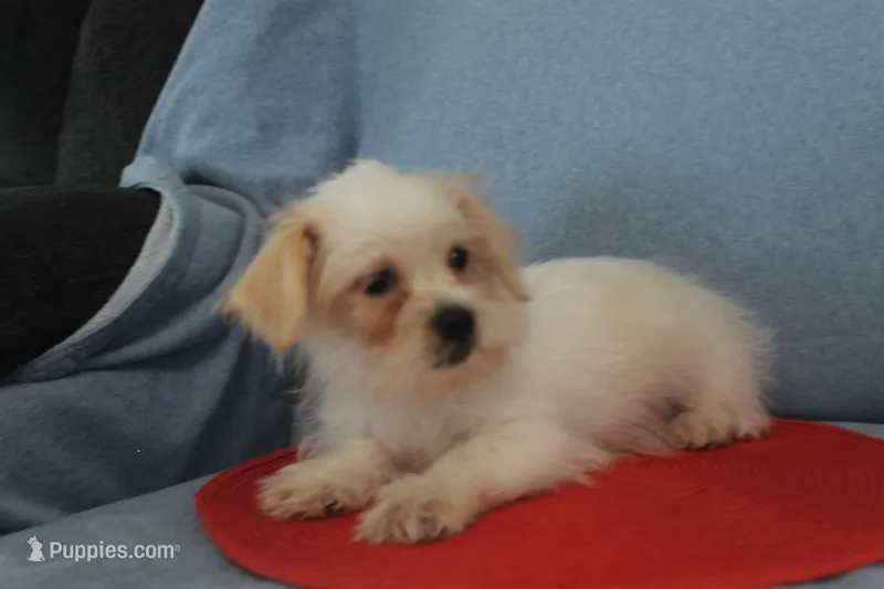 ID 2663 Male Shorkie