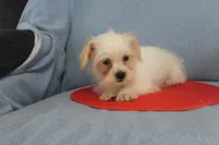 processed/40ed4b4e-07ab-4ab7-a6b0-6351a3ecf118/listing/ef7fd5dd-a51b-41f7-9a91-88435c3e9879/bb59bea4-58b6-4ae7-9ff5-f6f18937b92d