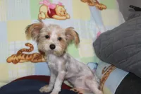 ID # 9200 Small Male Parti Yorkie, a male Yorkshire Terrier for sale in Maryville, MO – 4 of 10
