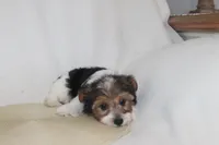 ID # 9192 Male Parti Yorkie, a male Yorkshire Terrier for sale in Maryville, MO – 6 of 10