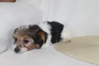 ID # 9192 Male Parti Yorkie, a male Yorkshire Terrier for sale in Maryville, MO – 8 of 10