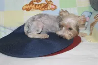 ID # 9200 Small Male Parti Yorkie, a male Yorkshire Terrier for sale in Maryville, MO – 2 of 10