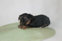 ID # 9855 Small Male Yorkie, a male Yorkshire Terrier for sale in Maryville, MO – 6 of 8