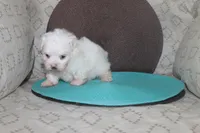 ID # 9849 Female Maltese, a female Maltese for sale in Maryville, MO – 4 of 5