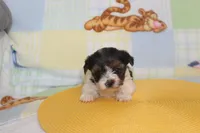 ID # 9845 Female Parti Yorkie , a female Yorkshire Terrier for sale in Maryville, MO – 4 of 10