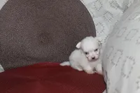 ID # 9840 Small Female Maltese, a female Maltese for sale in Maryville, MO – 6 of 10