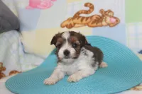ID # 9836 Male Parti Yorkie, a male Yorkshire Terrier for sale in Maryville, MO – 4 of 7