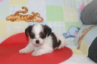 ID # 9844 Female Shorkie, a female Shorkie for sale in Maryville, MO – 9 of 9