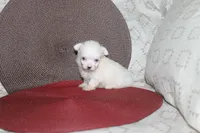 ID # 9840 Small Female Maltese, a female Maltese for sale in Maryville, MO – 10 of 10