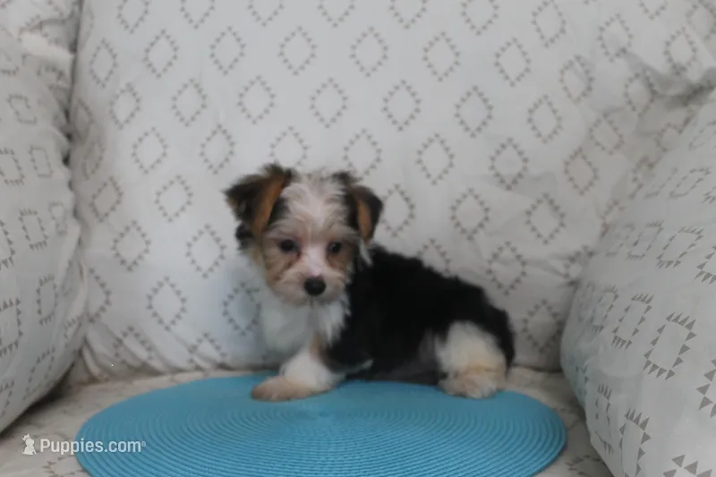ID # 9200 Tiny Male Parti Yorkie – Yorkshire Terrier puppy for sale in Maryville, MO
