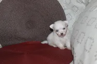 ID # 9840 Small Female Maltese, a female Maltese for sale in Maryville, MO – 4 of 10